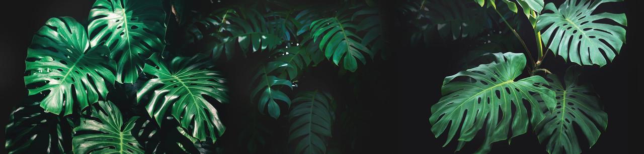 Наклейка виниловая 3D Zatarga Листья Монстеры 600х3000 мм Зеленый (1227156660) Наклейка виниловая 3D Zatarga Листья Монстеры 600х3000 мм Зеленый (1227156660)