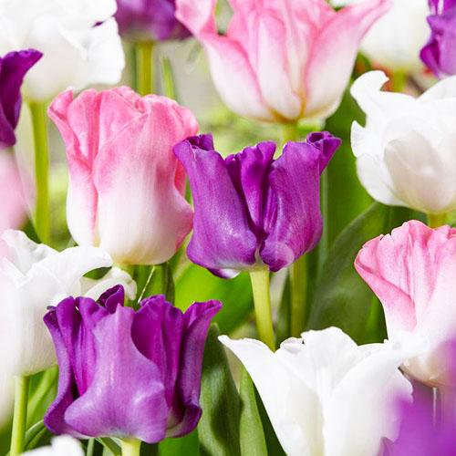 Тюльпан Florium Crown of Negrita (15128) - фото 3 Тюльпан Florium Crown of Negrita (15128) - фото 3