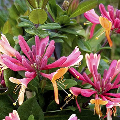 Саженцы жимолости Гекротта Голдфлейм черенкованный 2-летний ЗКС (3845)