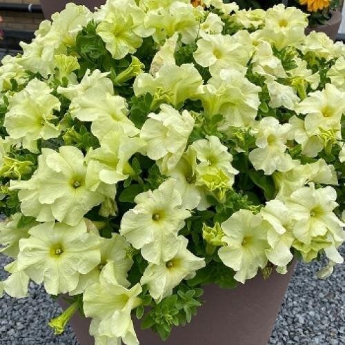 Семена цветов Петуния крупноцветковая Limbo GP Yellow Lime Hem Genetics 10 шт. (BN12091-4)