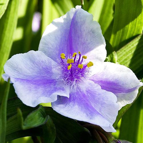 Традесканція Florium Billberry Ice (7771)