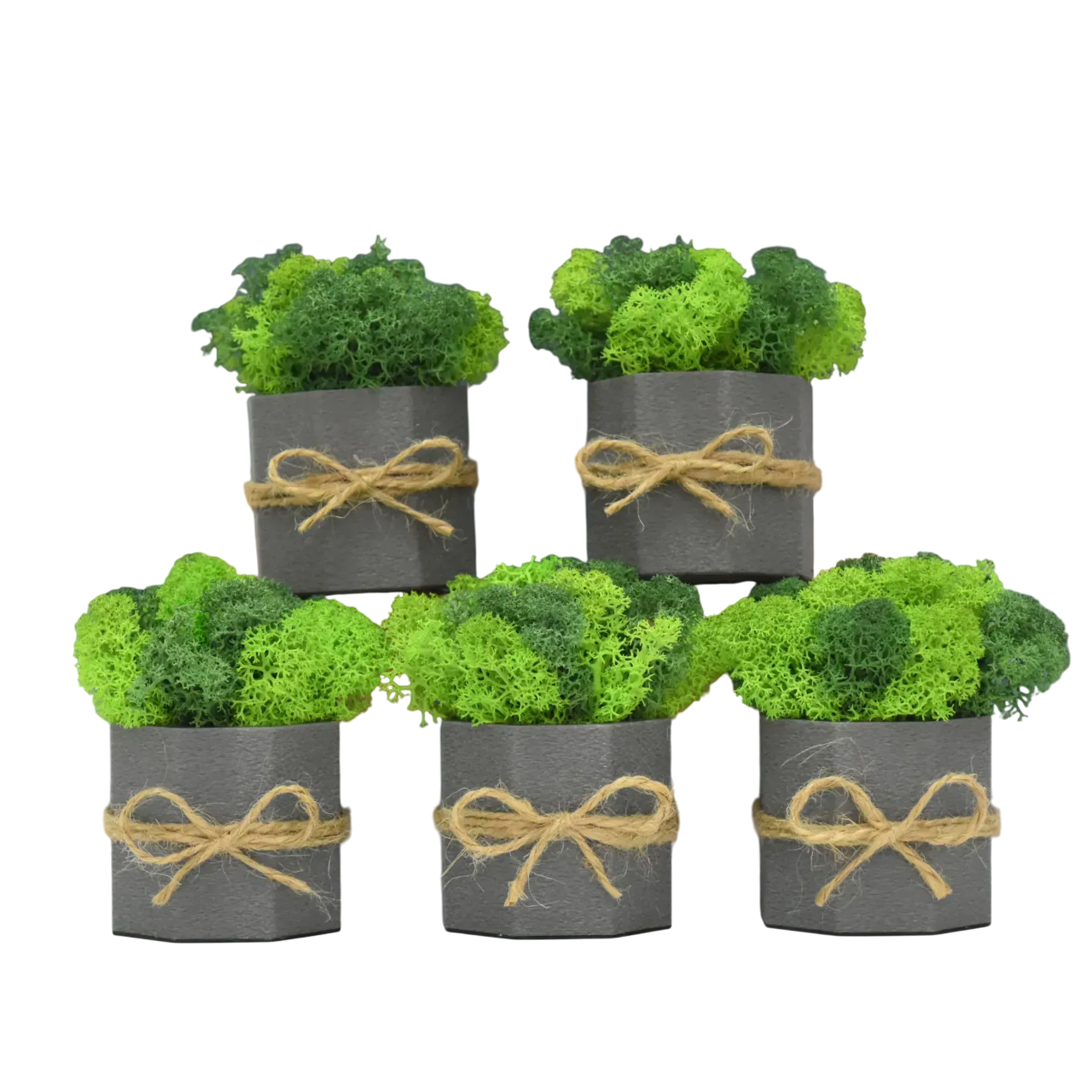 Набор кашпо Jungle со стабилизированным мхом Ягель 5 шт. Серый/Зеленый/Салатовый (NA-S-2)