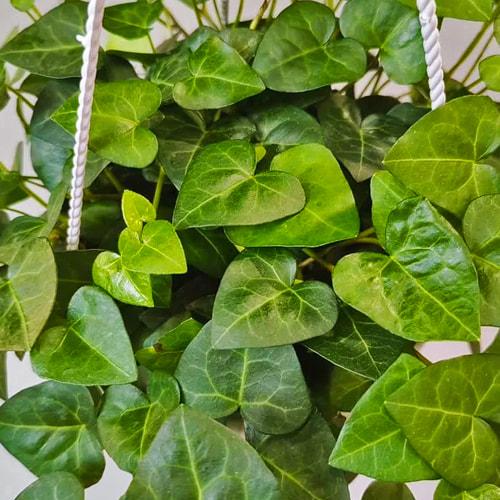 Плющ вузьколистий Mein Herz Р9 (29294234)