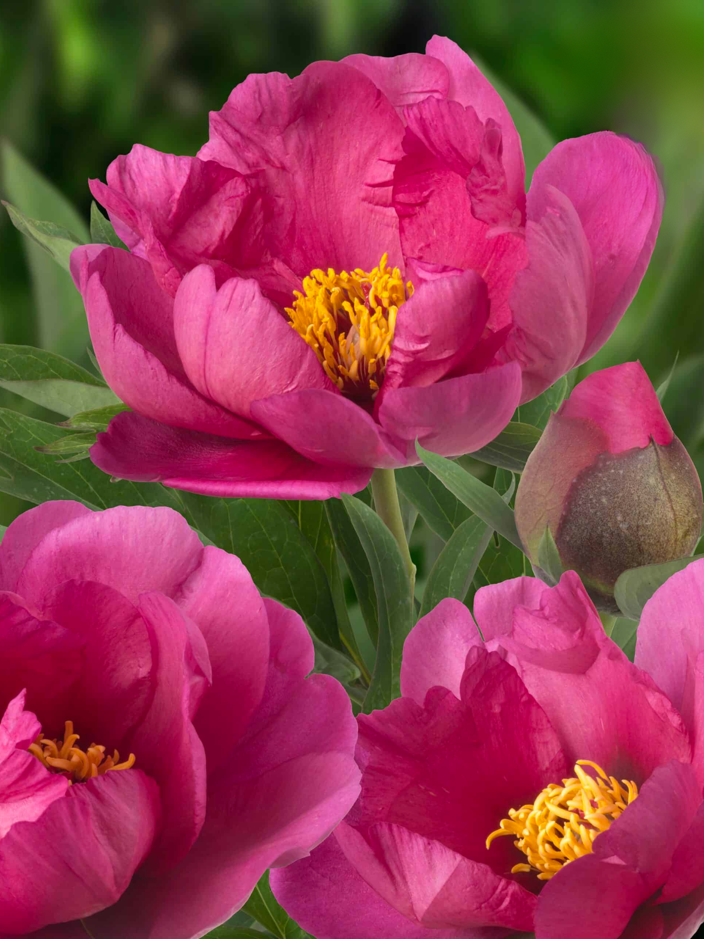 Пион ITOH Pink Ardour 1 шт. (4564)