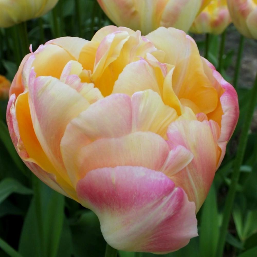 Тюльпан Яскрава Creme upstar (21100)