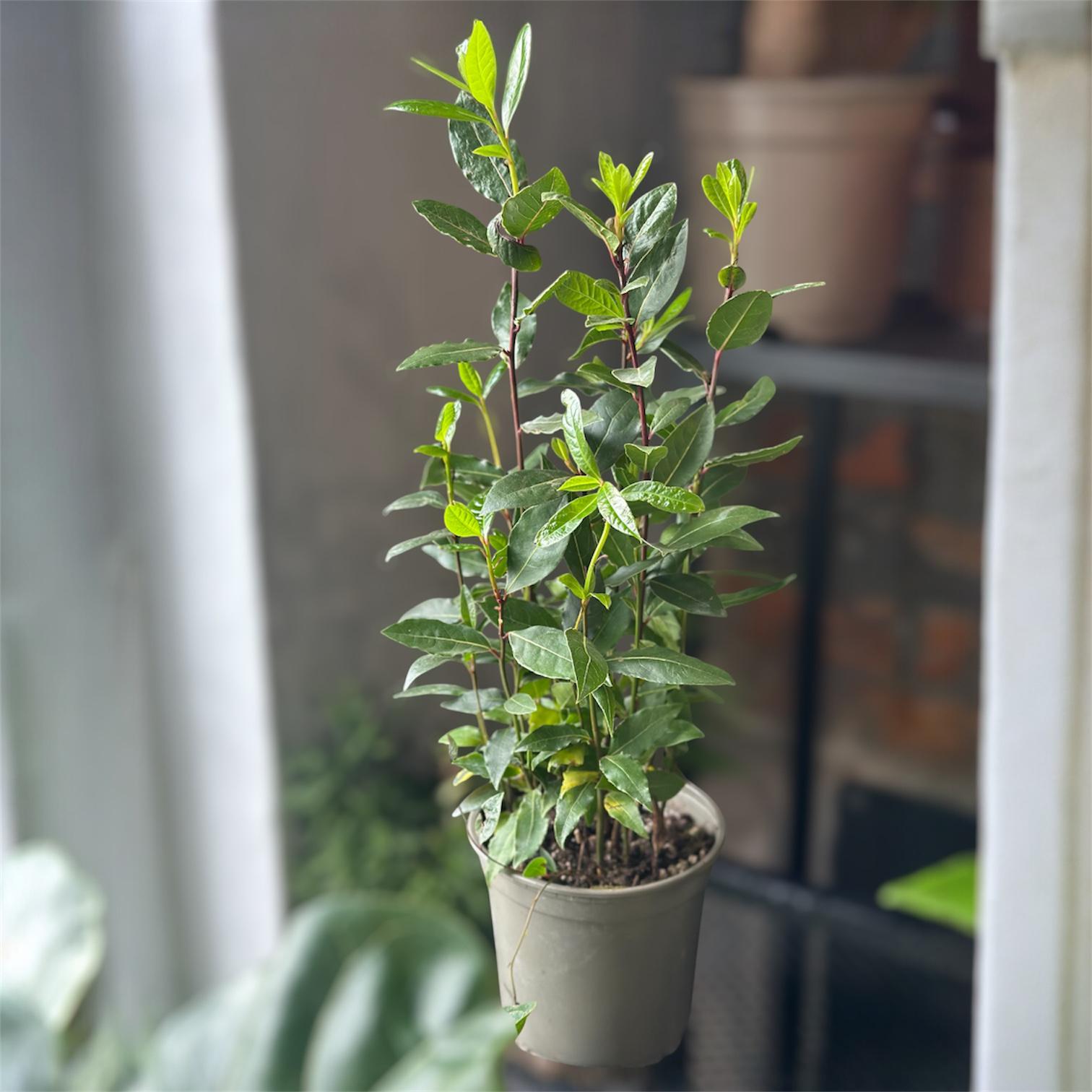 Лавровий лист Laurus nobilis (34200616)