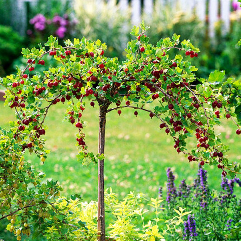 Саженец крыжовника на штамбе Высокий Замок (14965105) Саженец крыжовника на штамбе Высокий Замок (14965105)