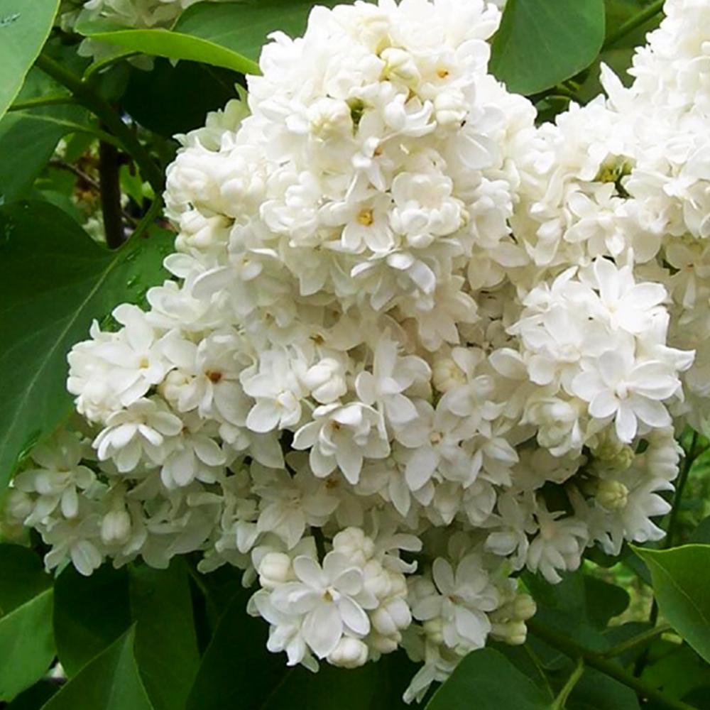 Саджанець бузку Монблан щеплена (14965011)