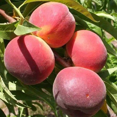 Саджанець персика Річ Мей (2833371389)