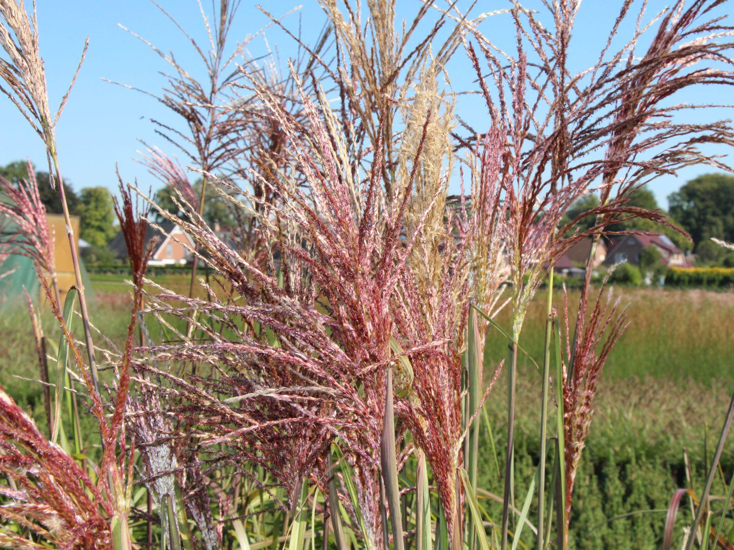 Саджанець Міскантус китайський Малепартус Miscanthus sinensis Malepartus 1 шт.
