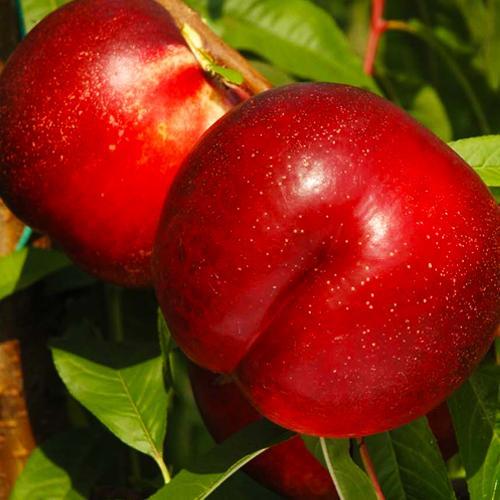 Саджанець Нектарин Флейвор Топ літній сорт середній термін дозрівання (39945)