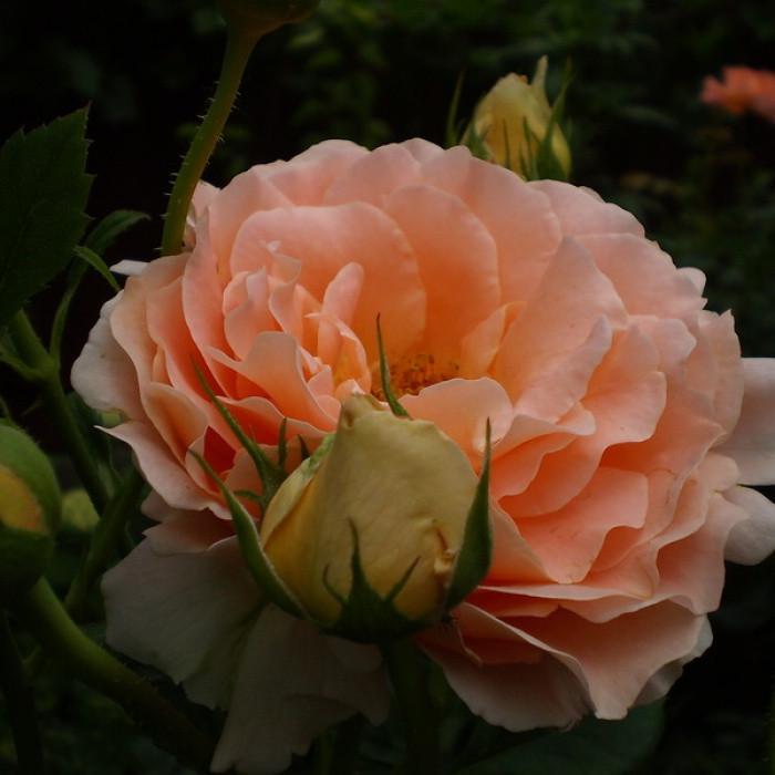 Роза Velet Polka 91 Плетистая в контейнере (2669431192)