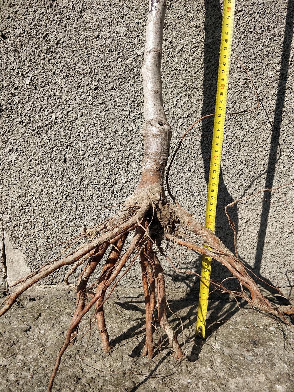 Миндаль сорт Виктория 2-летний (14896122) - фото 3 Миндаль сорт Виктория 2-летний (14896122) - фото 3