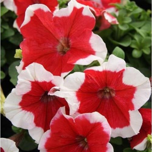 Семена цветов Hem Genetics Петуния крупноцветковая Limbo GP Red Picotee 500 шт. (BN11156-2)
