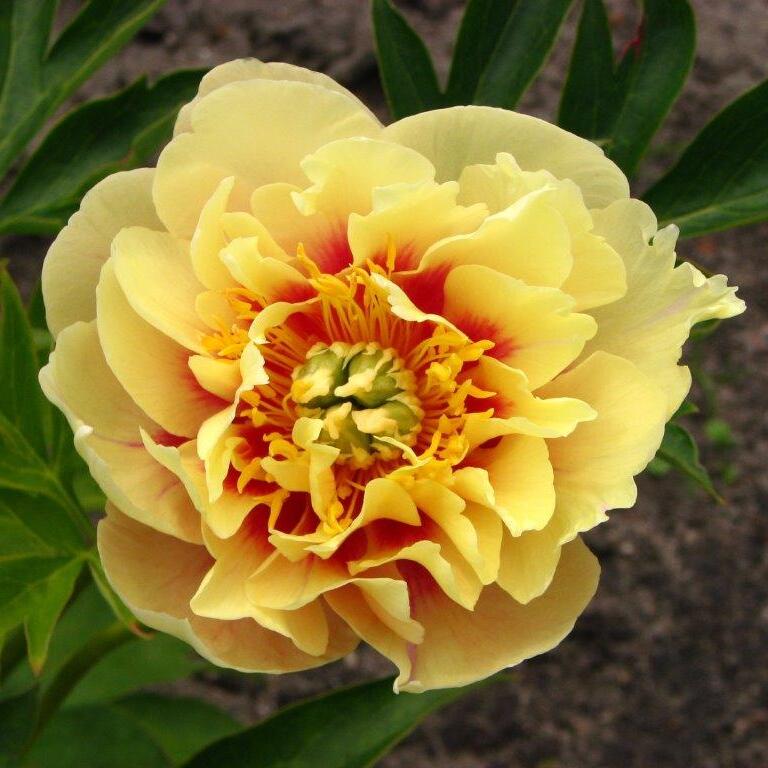Півонія Гарден Треже ITOH Garden Treasure 3 шт. (38298708)