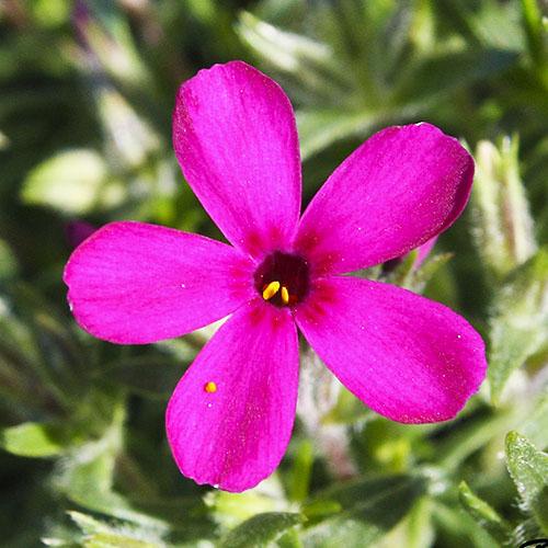 Флокс Florium Crackerjack (3840)