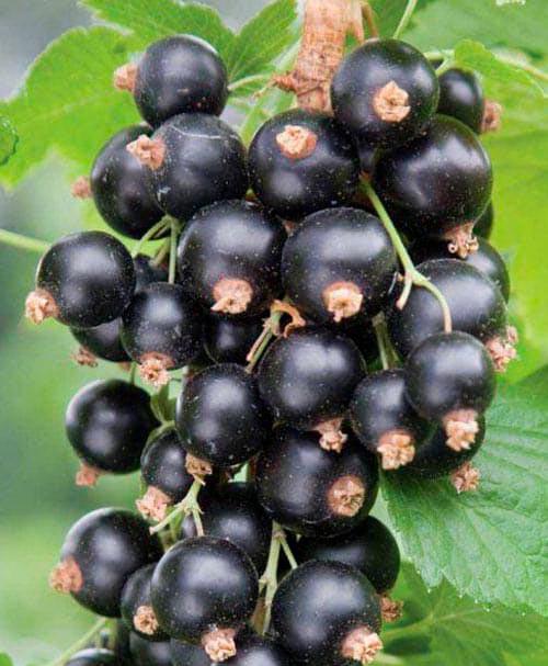 Сажанец LMTD Смородина на штамбе Black ball вазон С2 (184310)