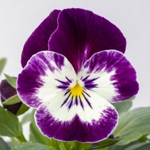 Семена цветов Виола рогатая Bel Viso Victoriana Floranova 50 шт. (BN11012-3)