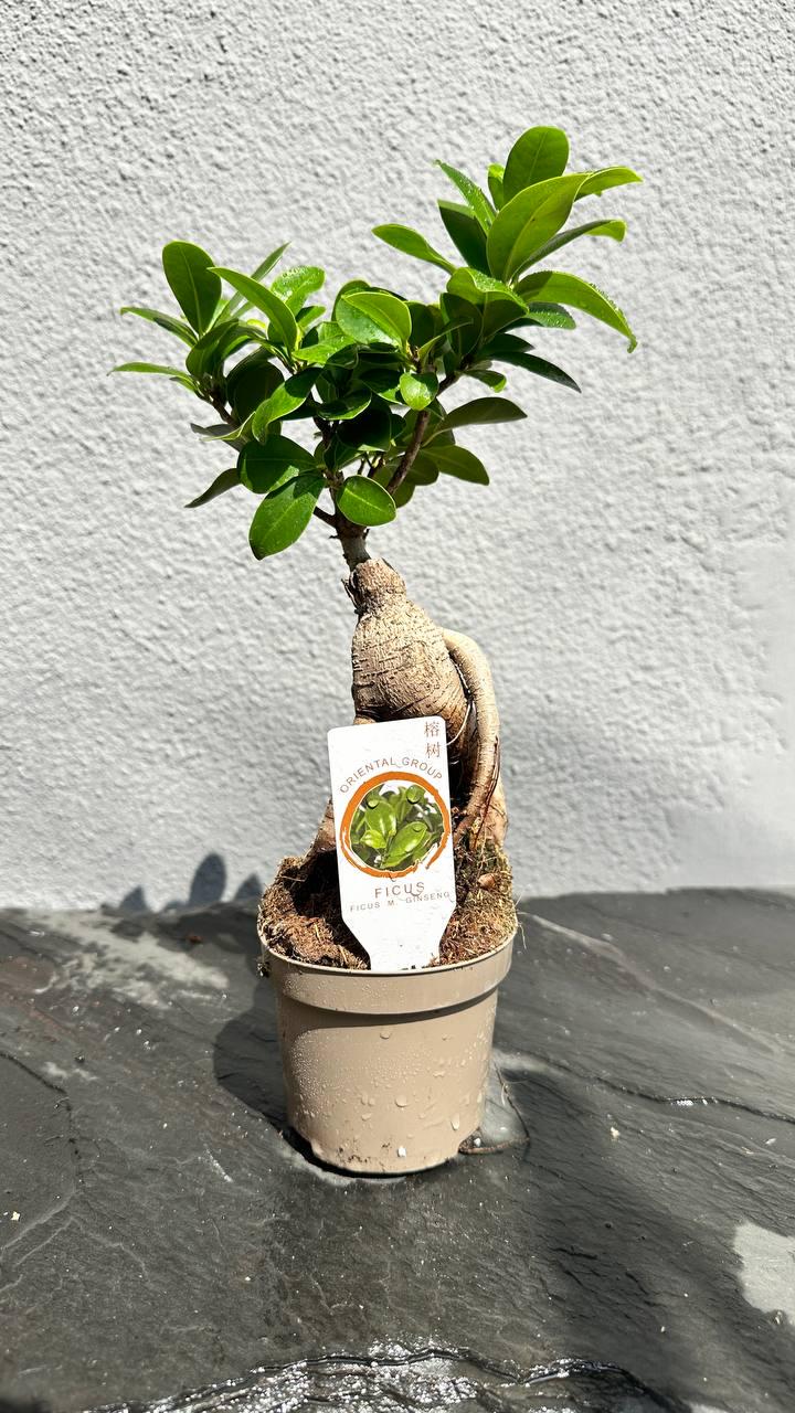 Фікус Гінсенг Мікрокарпа 12х35 см
