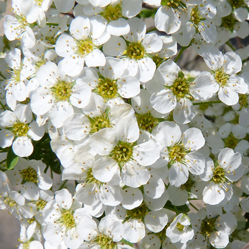 Спирея серая Грациоза Spiraea cinerea Graciosa 1 шт. (38278482)