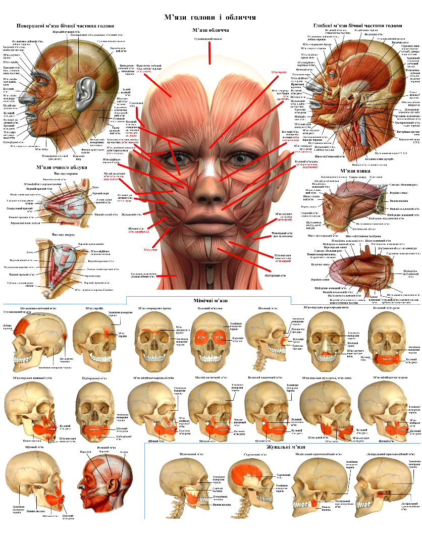 Анатомічний плакат М'язи голови і обличчя 50х64,5 см (0090)