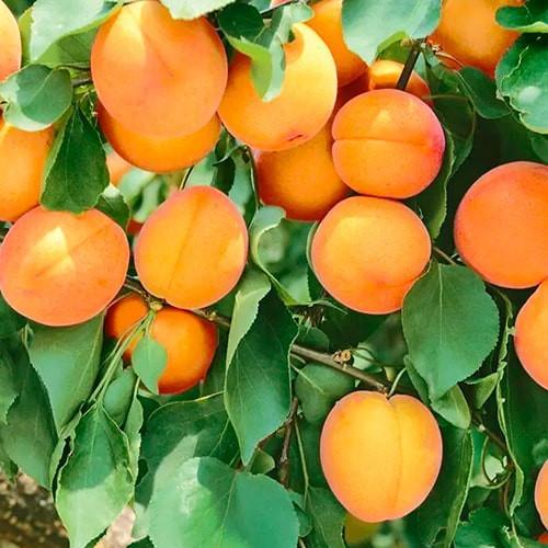 Сажанец Абрикос Ледана ранне-средний срок созревания (35791)