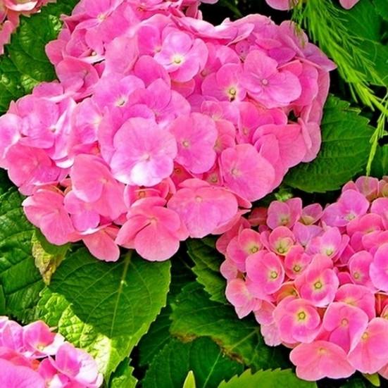 Саджанець гортензії крупнолистної Hydrangea macrophylla Forever & Ever Pink Р9 (1531664898) - фото 2