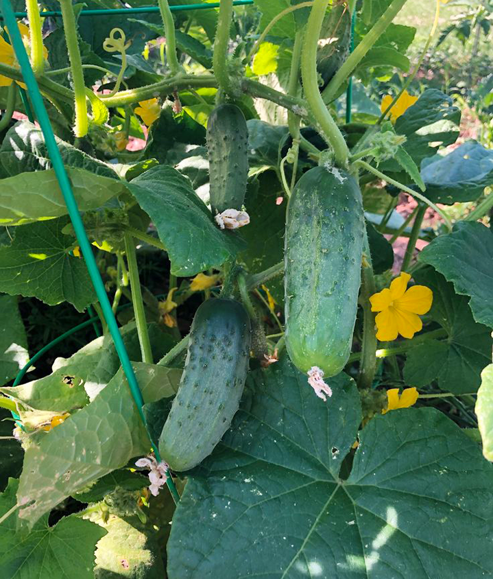 Семена Огурец GL Seeds Секрет фирмы F1 10 шт. (536) Семена Огурец GL Seeds Секрет фирмы F1 10 шт. (536)