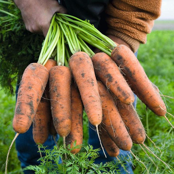 Насіння Морква Naval F1 ТД Гекса-Україна 100 000 шт. 2,0-2,2 мм 01-17-103 (IR01008) Насіння Морква Naval F1 ТД Гекса-Україна 100 000 шт. 2,0-2,2 мм 01-17-103 (IR01008)
