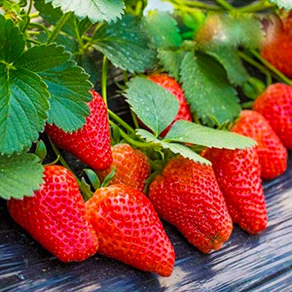 Саженец клубники Salsa поздняя сочная (1418010548)