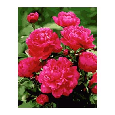 Набор для росписи по номерам Strateg Яркое розовые пионы 40х50 см (VA-1577-mt)