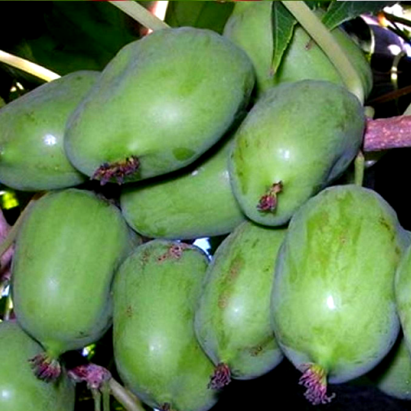 Саджанець актинідії Київської великоплідної жіночий сорт морозостійка Р9 (610615214) - фото 3 Саджанець актинідії Київської великоплідної жіночий сорт морозостійка Р9 (610615214) - фото 3