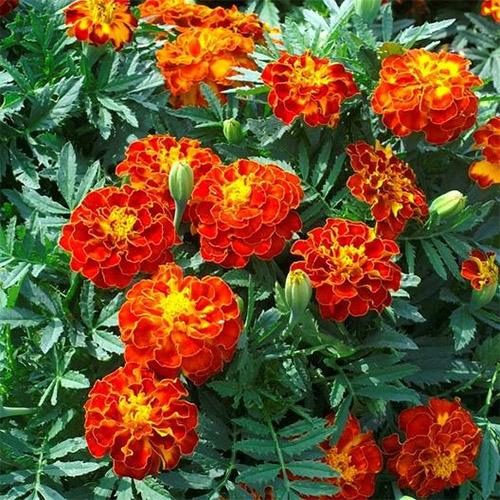 Семена Бархатцы Болеро Florium
