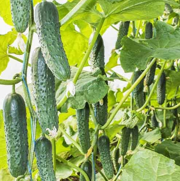 Семена Огурец Бйорн F1 ТД Гекса-Украина 50 шт. 01-18-278 (IR00424)