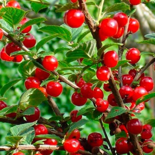 Сажанець Вишня Малятко літній сорт/ранній термін дозрівання (35795)