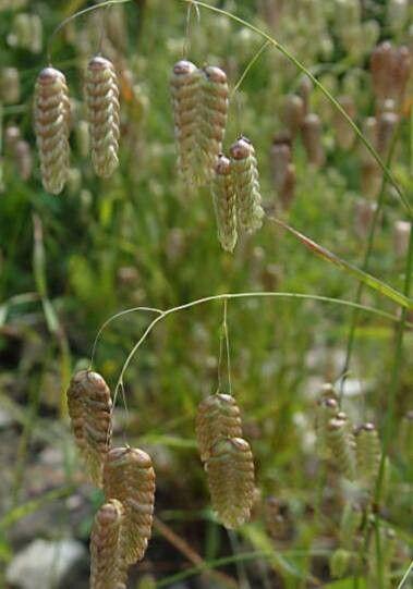 Насіння Бриза Максима 0,25 г трясунка декоративна злакова однорічна Briza maxima сухоцвіт For Hobby GL Seeds - фото 7