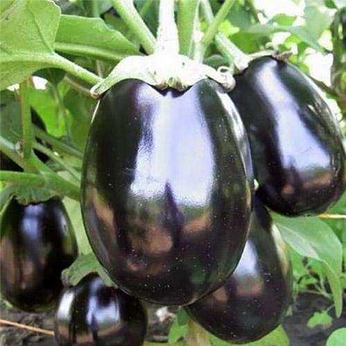 Насіння Баклажан Florium Чорний Красень (7488) - фото 2 Насіння Баклажан Florium Чорний Красень (7488) - фото 2
