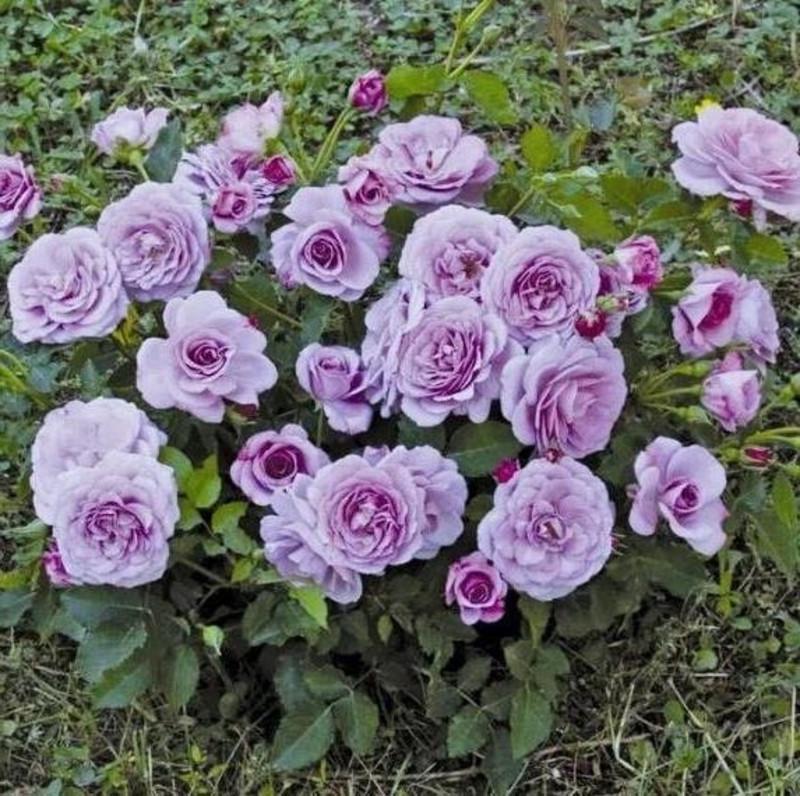 Роза Parbleu Бордюрная (2669455716)