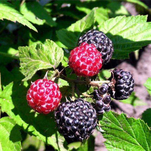 Саженец малины Кумберленд ранняя (1529027968)