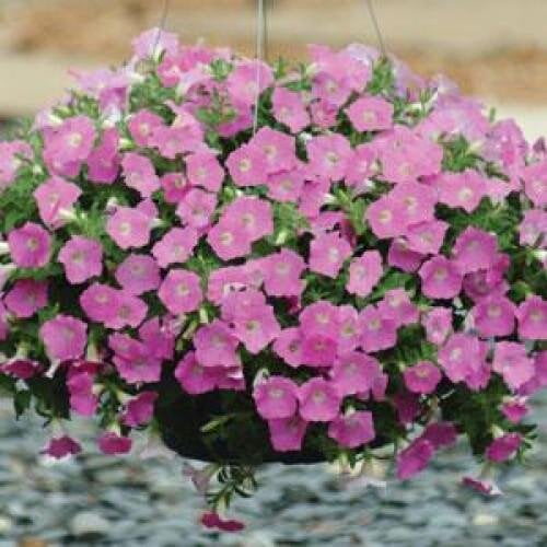 Семена цветов Петуния ампельная SHOCK WAVE F1 Pink Shades PanAmerican 100 шт. (BN02214-2)