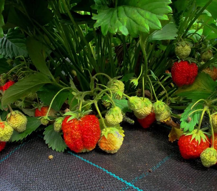 Агротканина проти бур'янів Shadow поліпропіленова 100 г/м² 3,4х5 м Чорний (iz16433) - фото 3