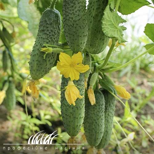 Семена Огірок Florium Грін Пік F1 (11698)