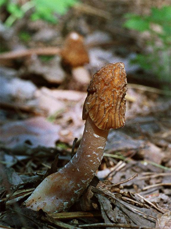 Міцелій Зморшкової шапочки сухий зерновий - фото 1