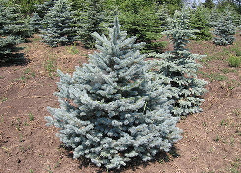 Саженец Ель колючая голубая Кейбаб Picea Kaibab 1 шт.