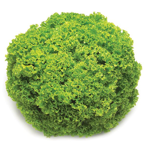 Насіння Салат Лолло Біондо Локарно ТД Гекса-Україна 01-26-268 20 шт. (IR01451)