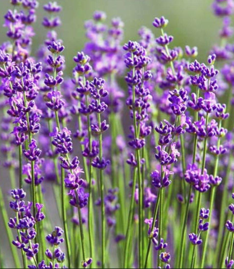 Рослина Lavandula hybrida Лавандин - фото 2