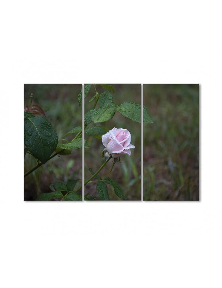 Картина модульная Розовый бутон в росе 3 модуля 60x90 см