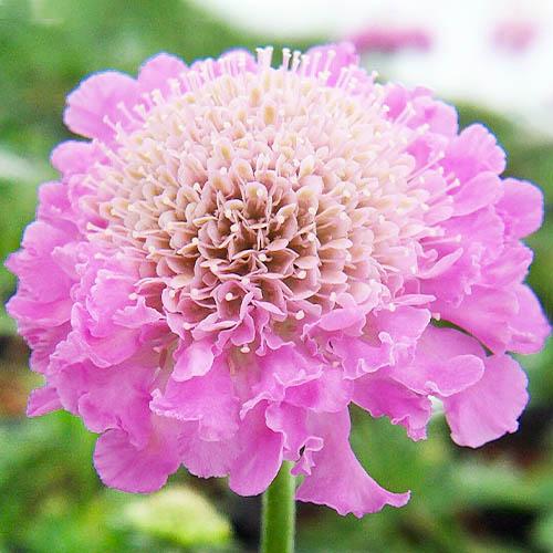 Скабиоза Pink Mist (3018)