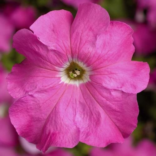 Семена цветов Петуния крупноцветковая Tritunia F1 Pink Syngenta 500 шт. (BN07466-2)
