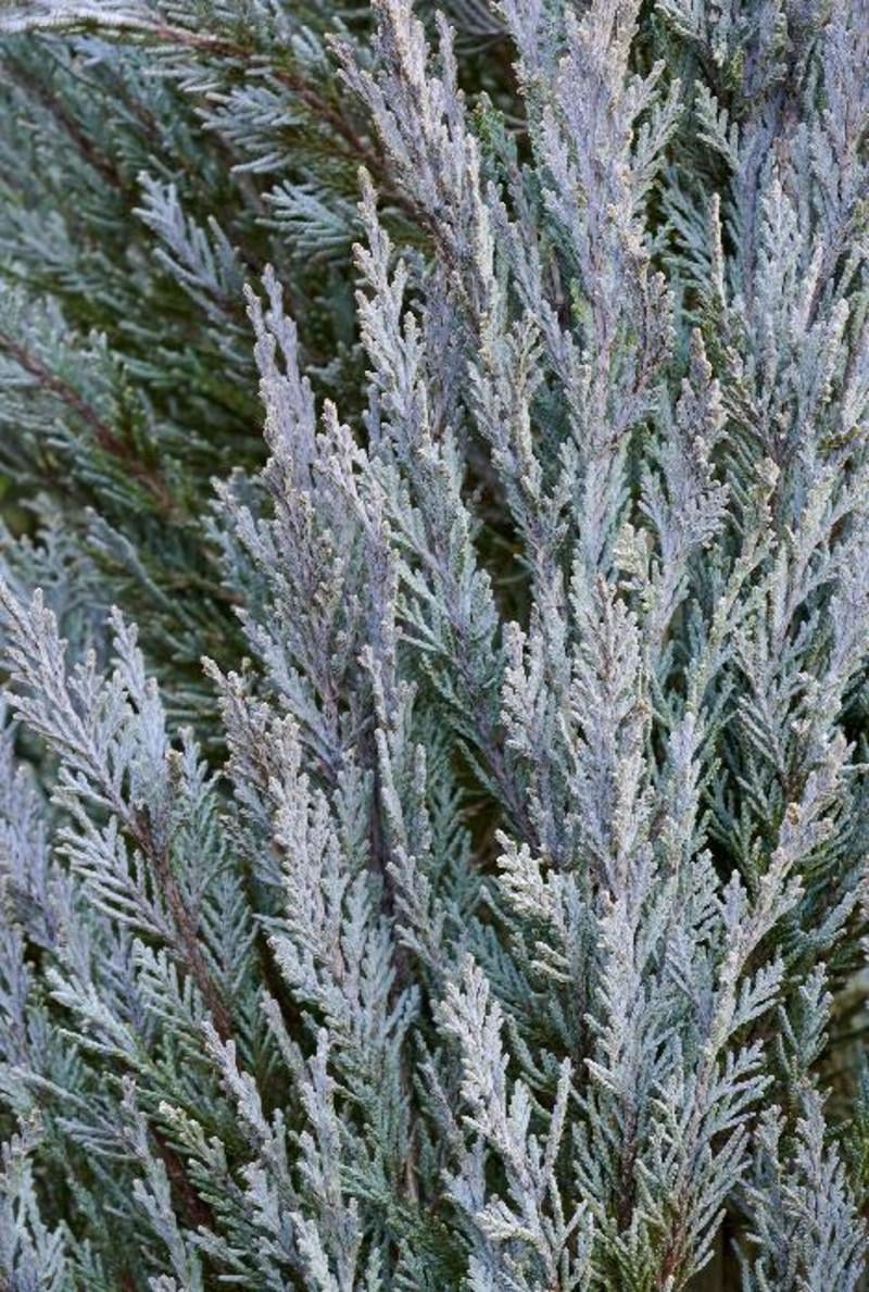 Можжевельник скальный Мунглоу С3 (2669484434) - фото 2 Можжевельник скальный Мунглоу С3 (2669484434) - фото 2